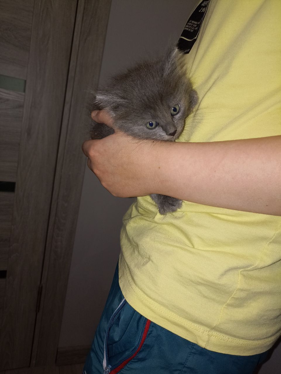 Отдам котят в хорошие руки