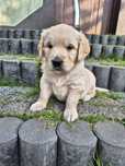 Szczeniak Golden Retriever