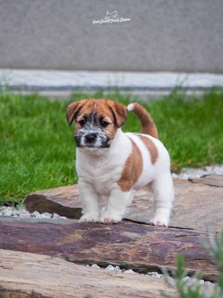 Jack Russell Terrier FCI ZKWP samiec pies reproduktor