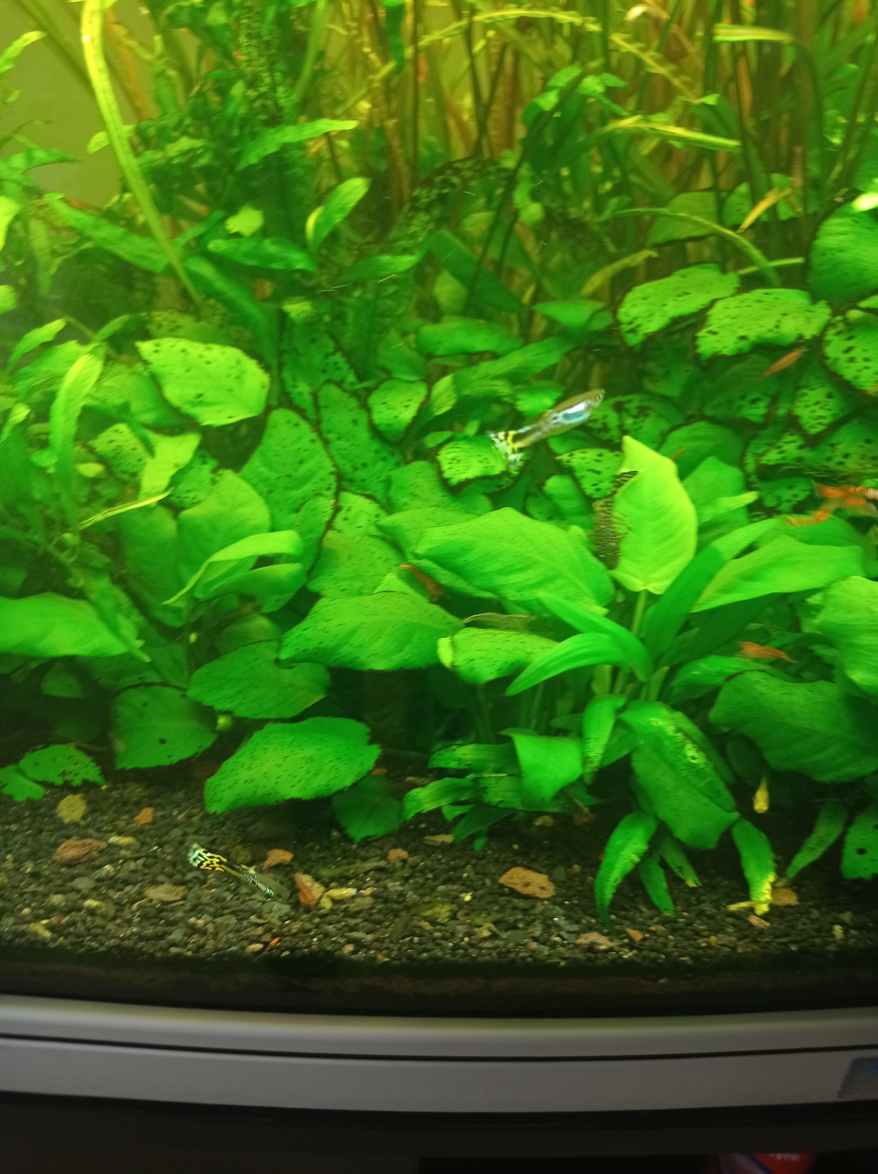 Vendo guppies macho adultos