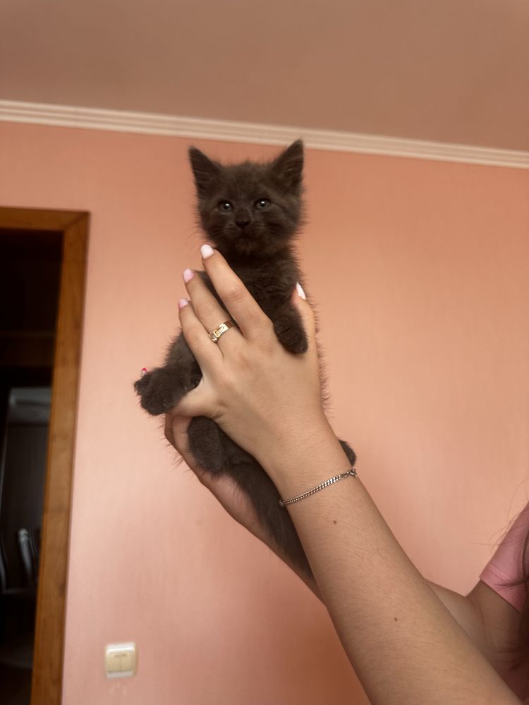 Котик безкоштовно