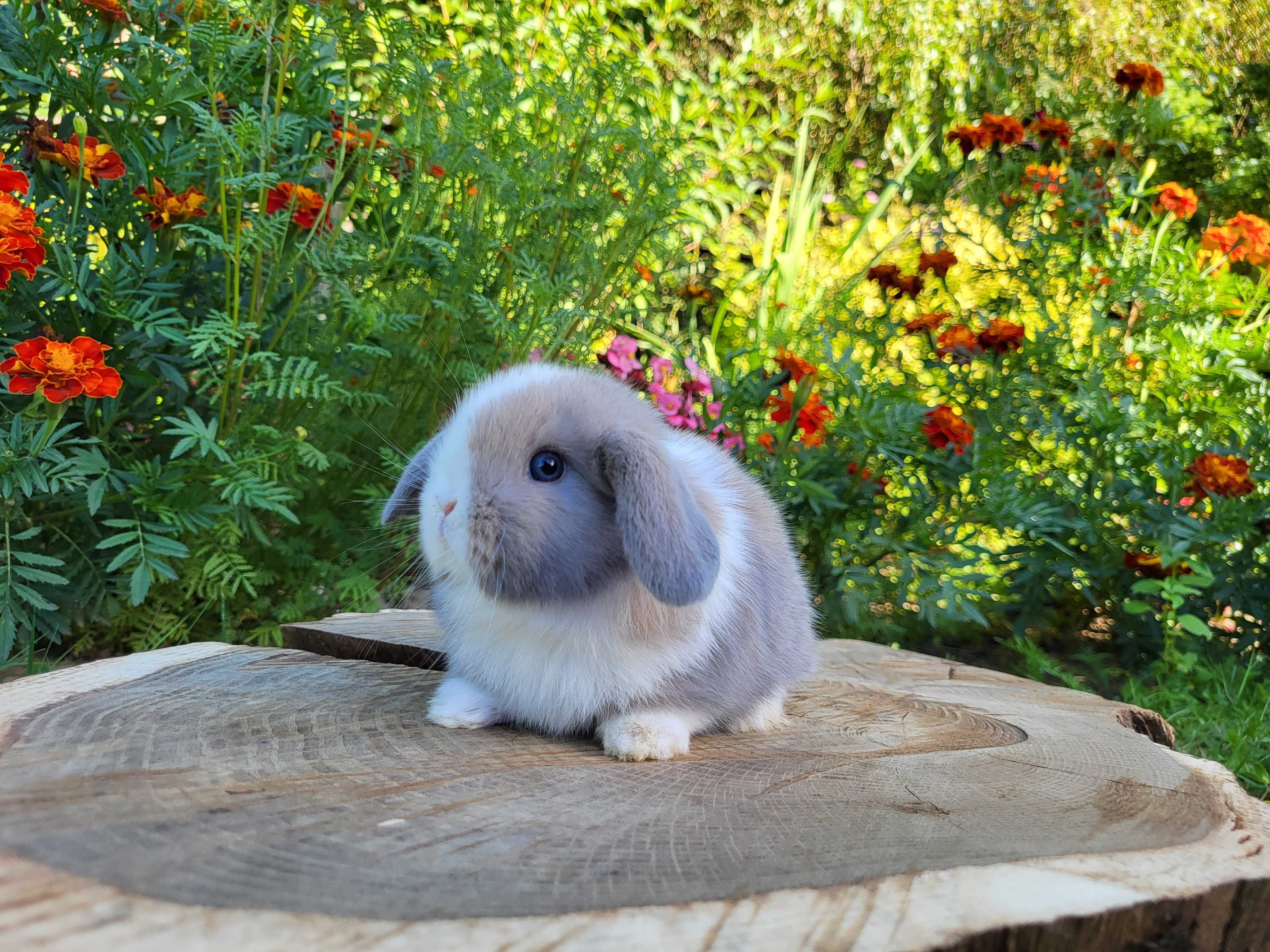 Króliczki Mini Lop. Piękne króliczki domowe, miniaturka, karzełek.