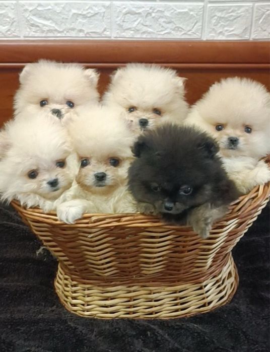 Міні хлопчики та дівчатка померанського шпіца