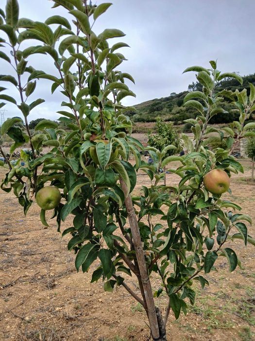 Terreno Rustico ideal para agricultura, árvores de fruta, poço de agua
