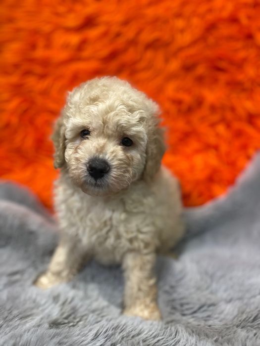 Sprzedam pięknego pudla