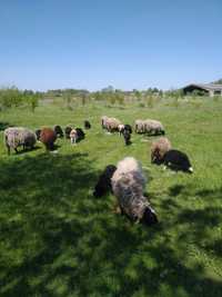 Вівці Зведені Романівські