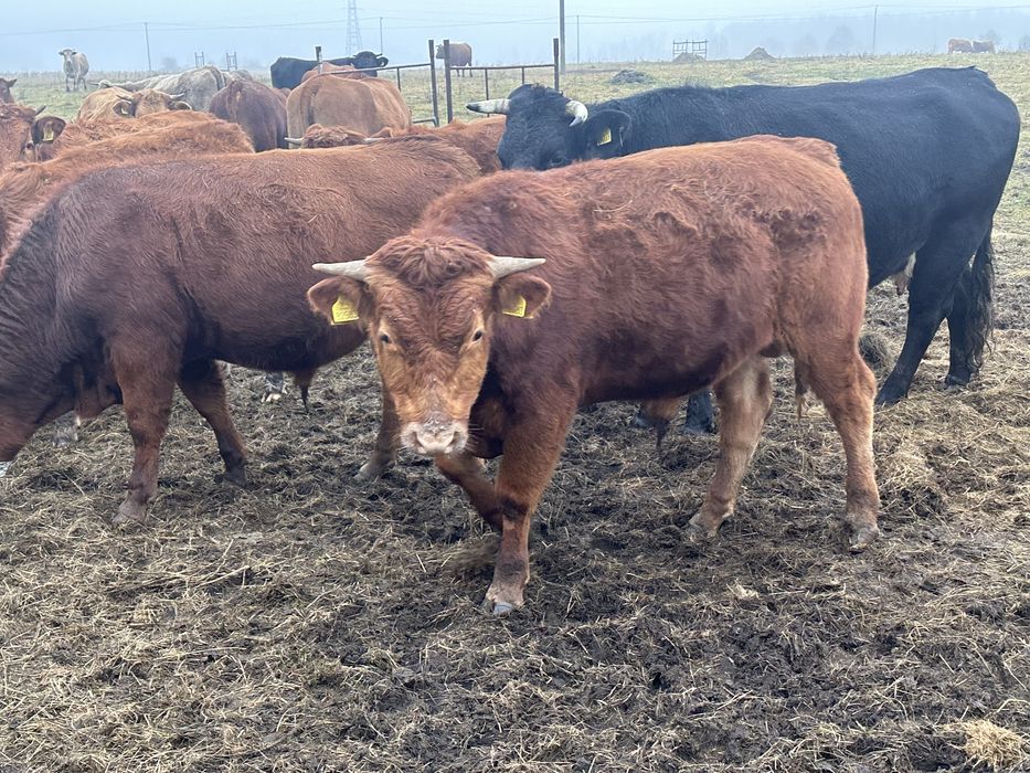 Sprzedam bydło mięsne