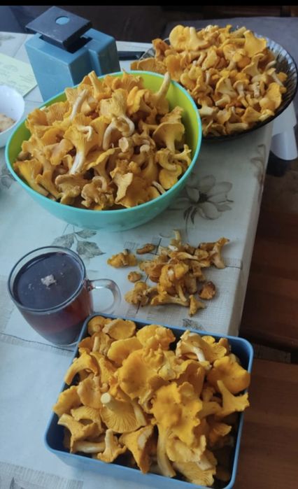 Grzyby kurki przebrane