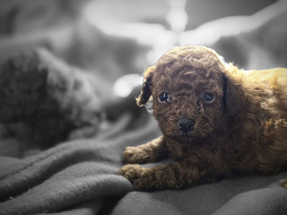 Pudel toy red brown dziewczynka, krótka kufa