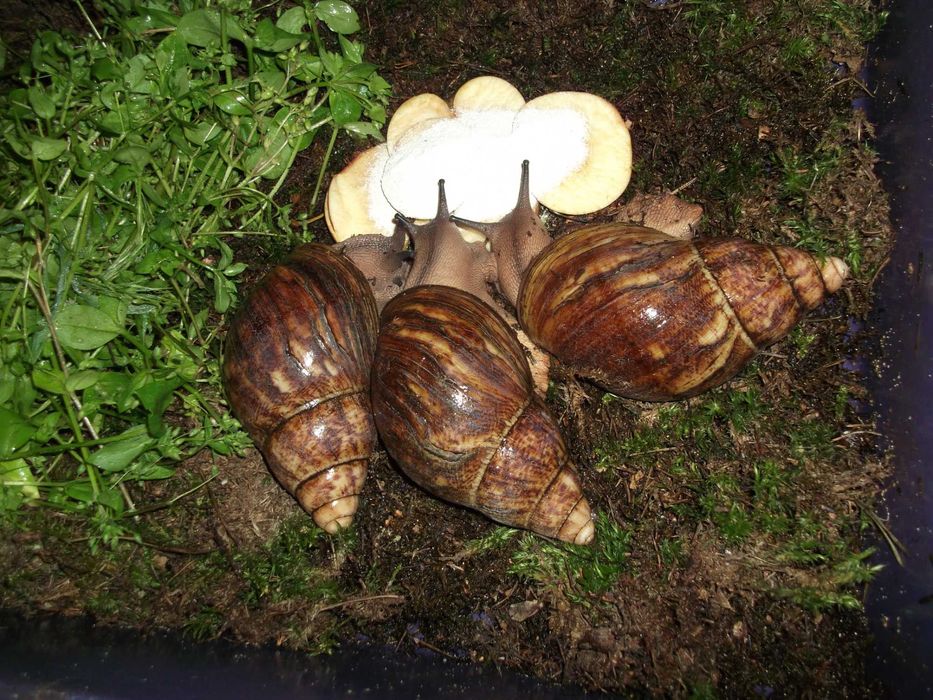 Улитки Сухопутные Ф2 и Ф3 ХХЛ Овум линии Гладковой