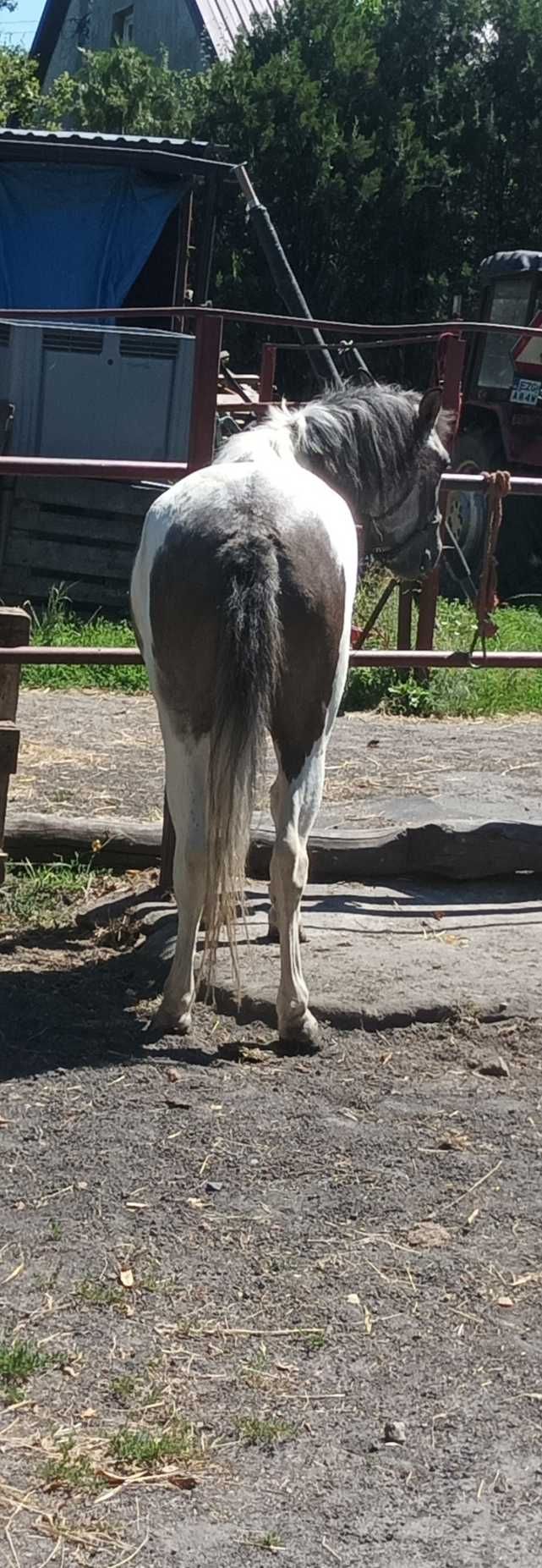 Sprzedam klacz pony