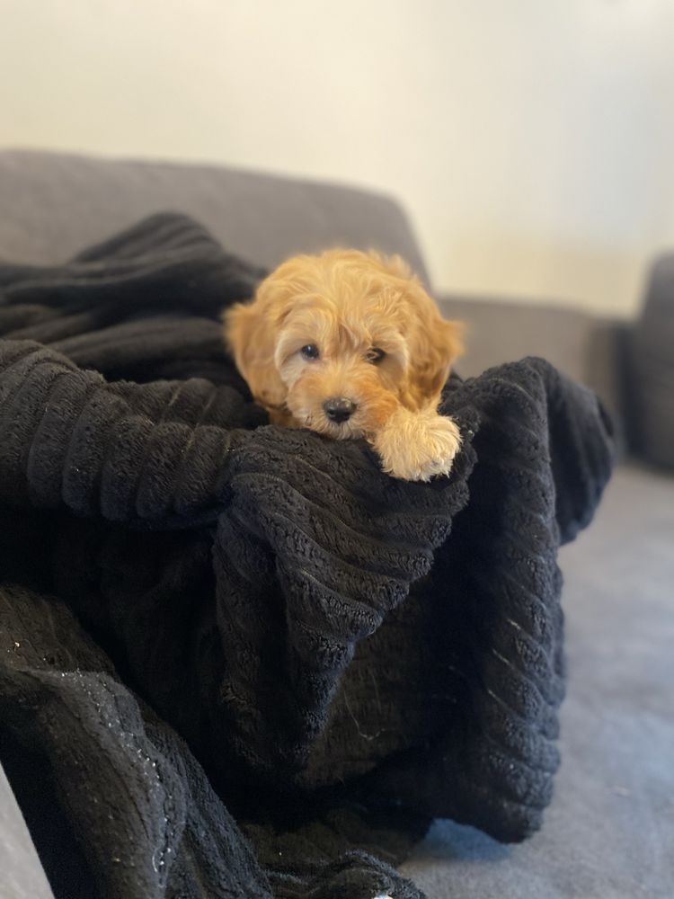 Maltipoo piesek cudowny