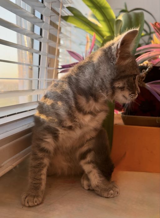 Котенок британцы кошеня британец британскої киця в добрі руки