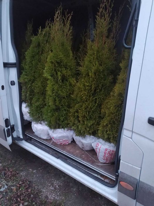 Туя Смарагд оптом з поля - Кременчук, 1-1.2м. Власна доставка.