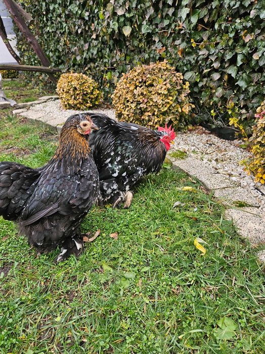 Para karzełek kochin miniaturowy