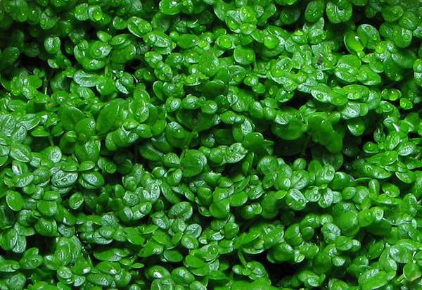 Хемиантус Куба. Растение для вашего аквариума