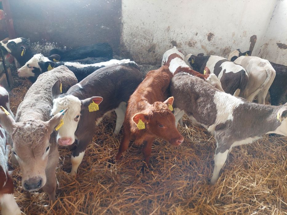 Sprzedam cielaki mięsne Międzyrzec