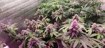 Grow LED ECOpro 200W Фитолампа 100% результат Samsung LM283B на линзах