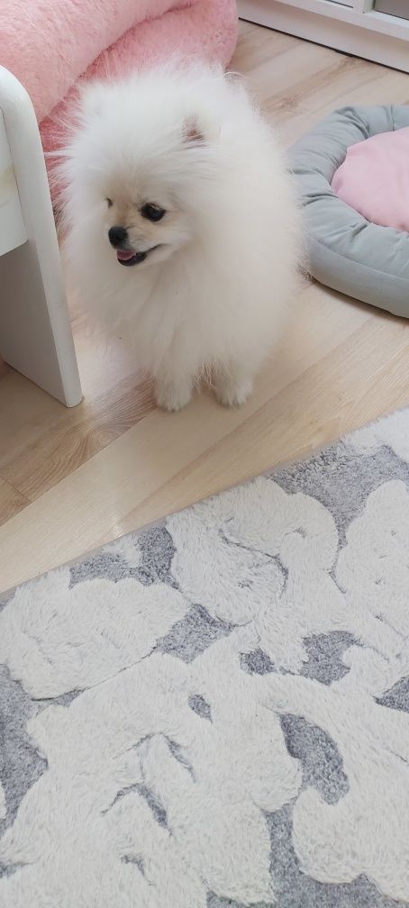 Mini Szpic miniaturowy Pomeranian FCI Chłopak