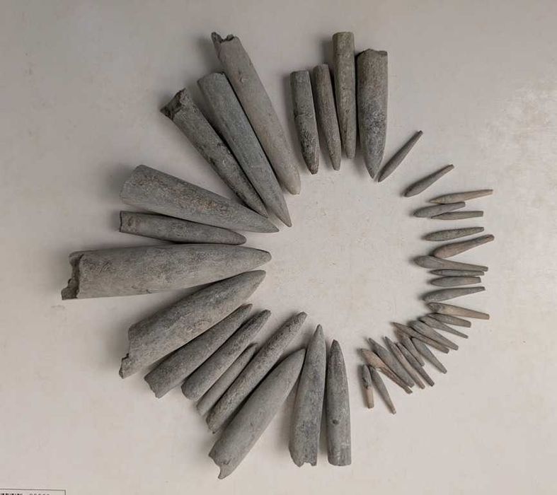 Caixa com mais de 200 fósseis portugueses variados