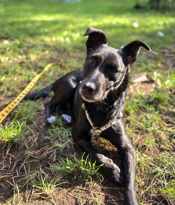 Kacper po śmierci opiekuna trafił do schroniska 5 lat czarny mały pies