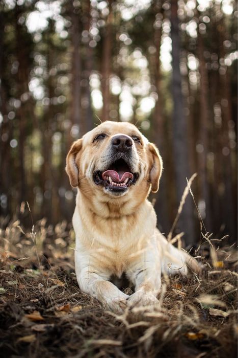 Dżeki-biszkoptowy labrador czeka na dom znający specyfikę rasy-adopcja