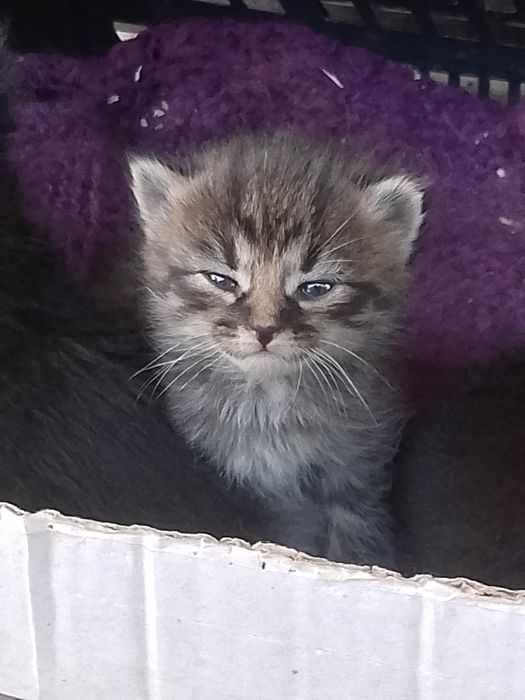 Відам кошенят в добрі руки