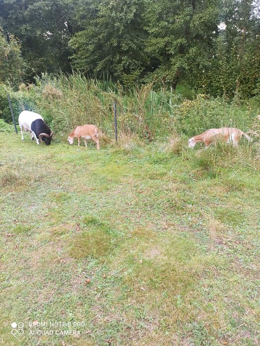 Zamienię lub sprzedam owieczkę rasy Dorper-Kamerun 50/50