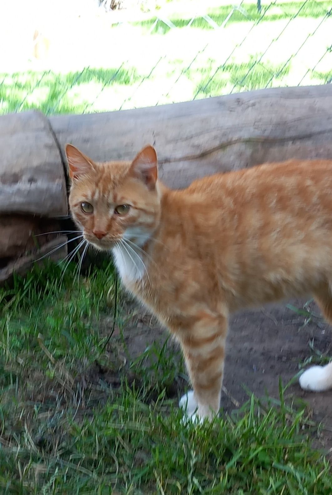 Simba, cudny kot, szuka domu