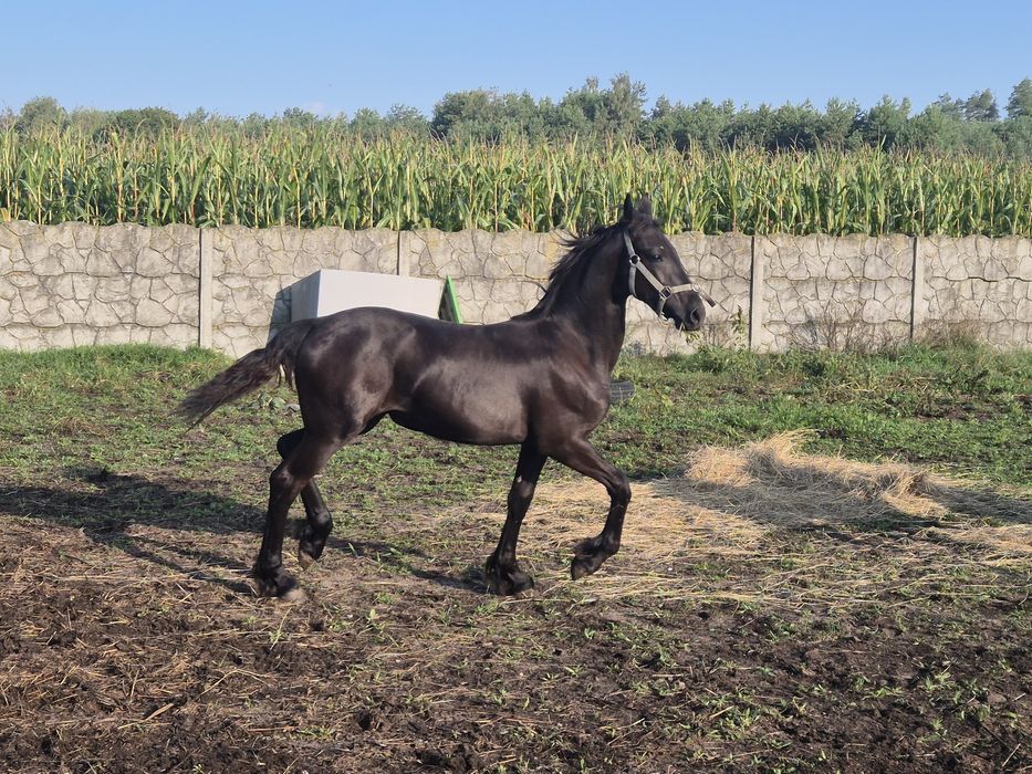 PIĘKNA Klacz fryzyjska fryz cudowny ruch