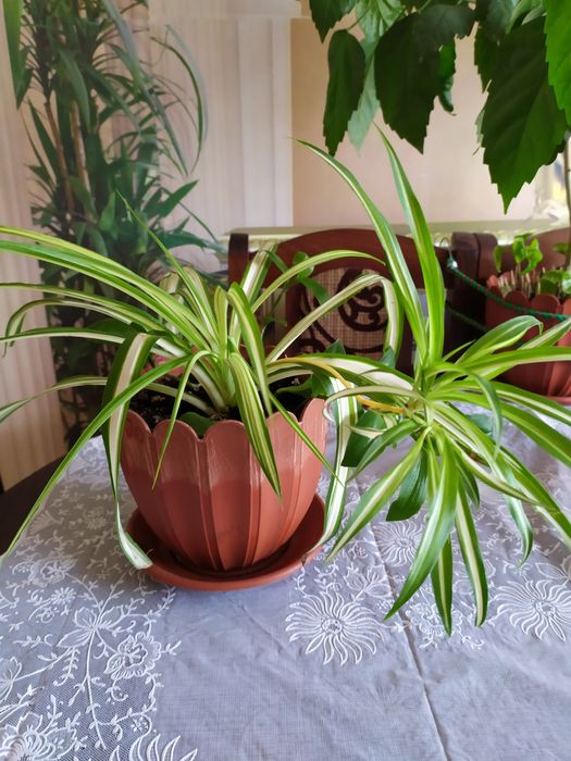 Хлорофитум.   хохлатый, молодое растение