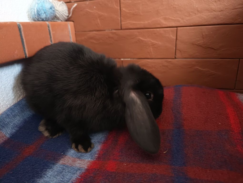 Sprzedam króliki mini baranki, mini lop, karzełek baran