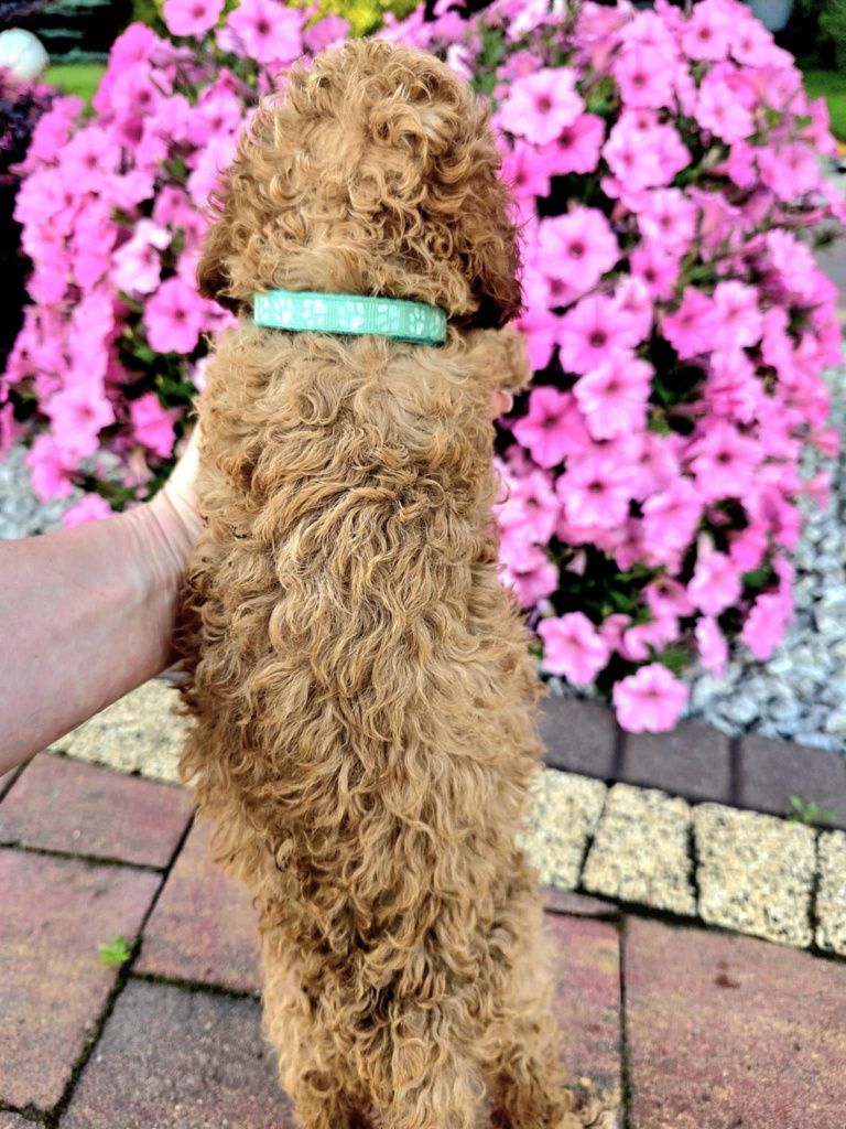 Goldendodle F1b do 14 kg Lara