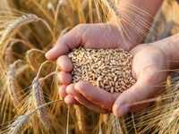 Пшениця 2023 для годівлі