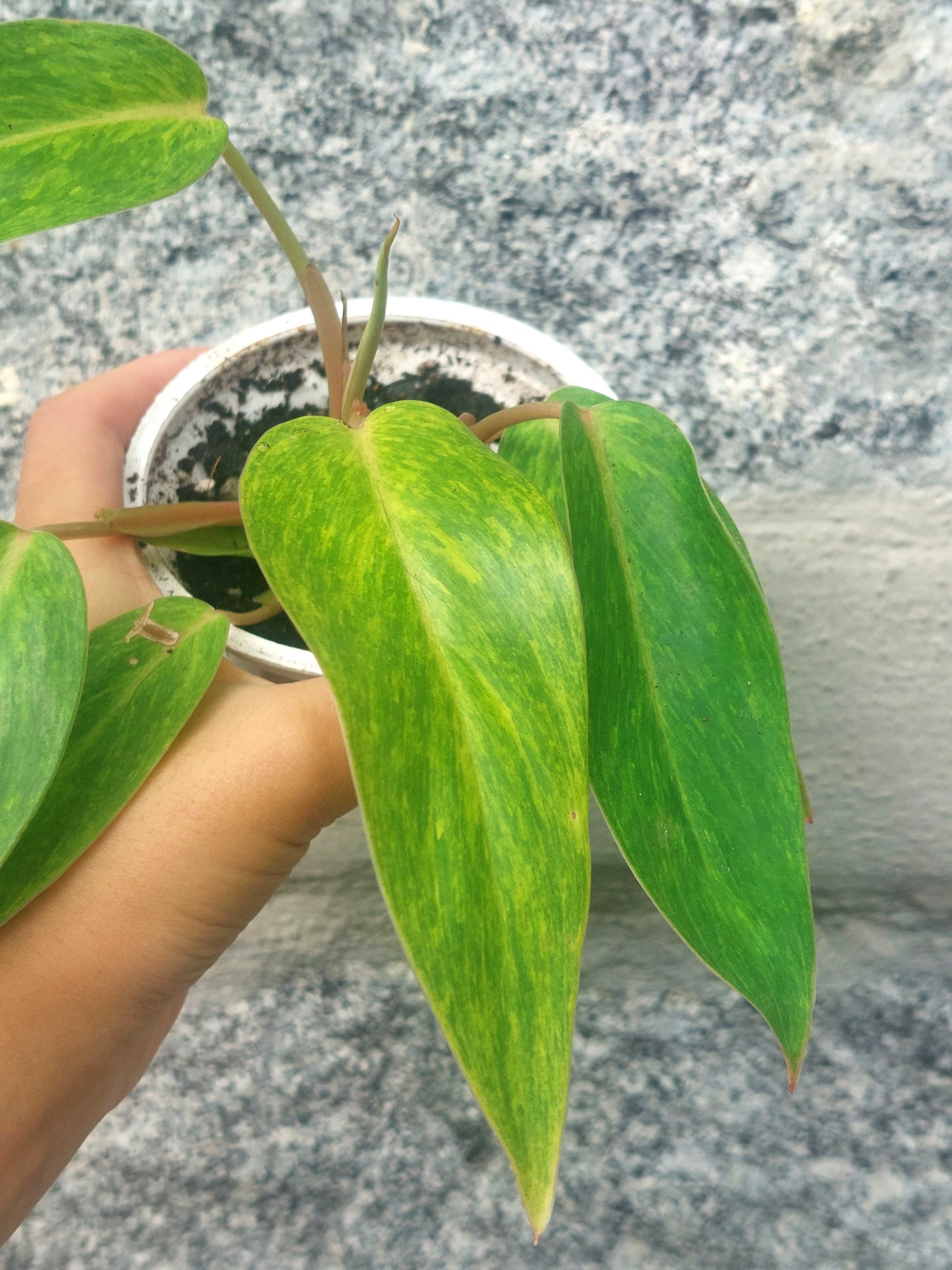 Planta Philodendron Painted Lady