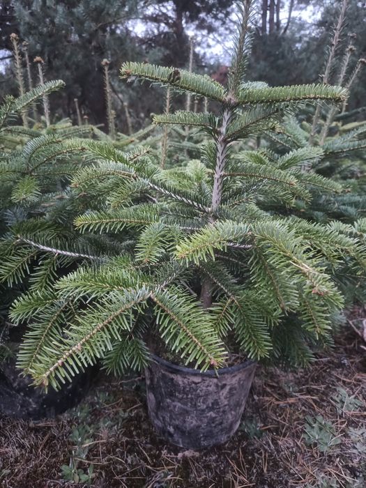 Jodła kaukaska 50 -  80 cm