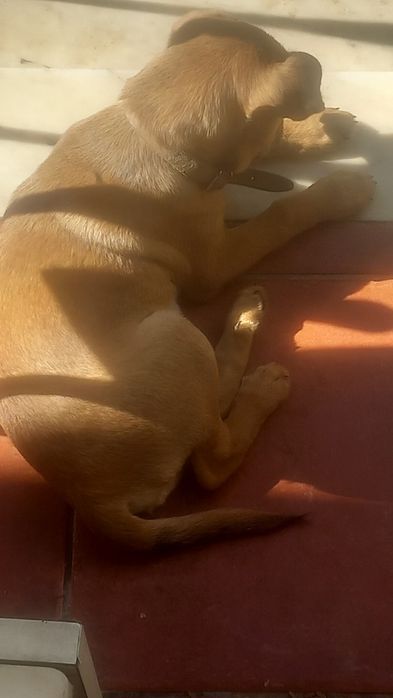 Cão Masculino de porte pequeno