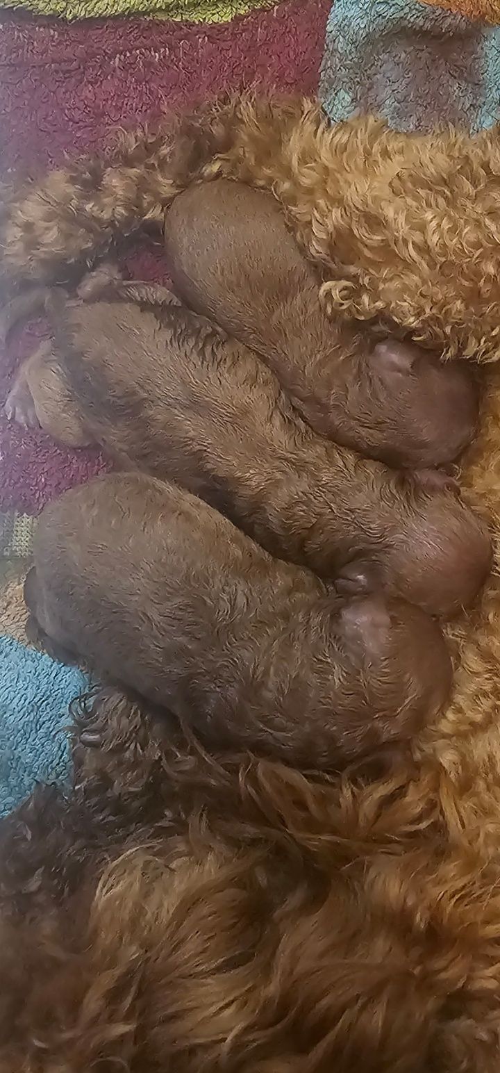Pudel Toy 100% Redbrown piękne