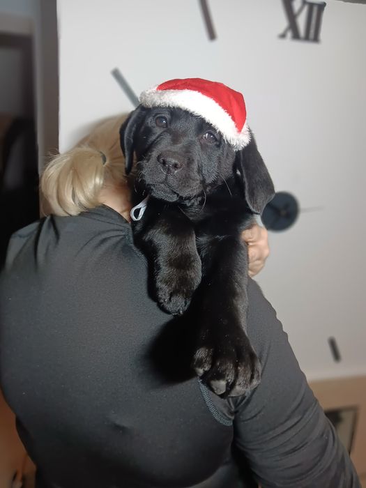 Labrador Retriever szczenie Wspaniałej Budowy Po ojcu pochodzenia FCI
