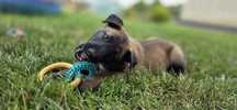 Owczarek Belgijski Malinois FCI