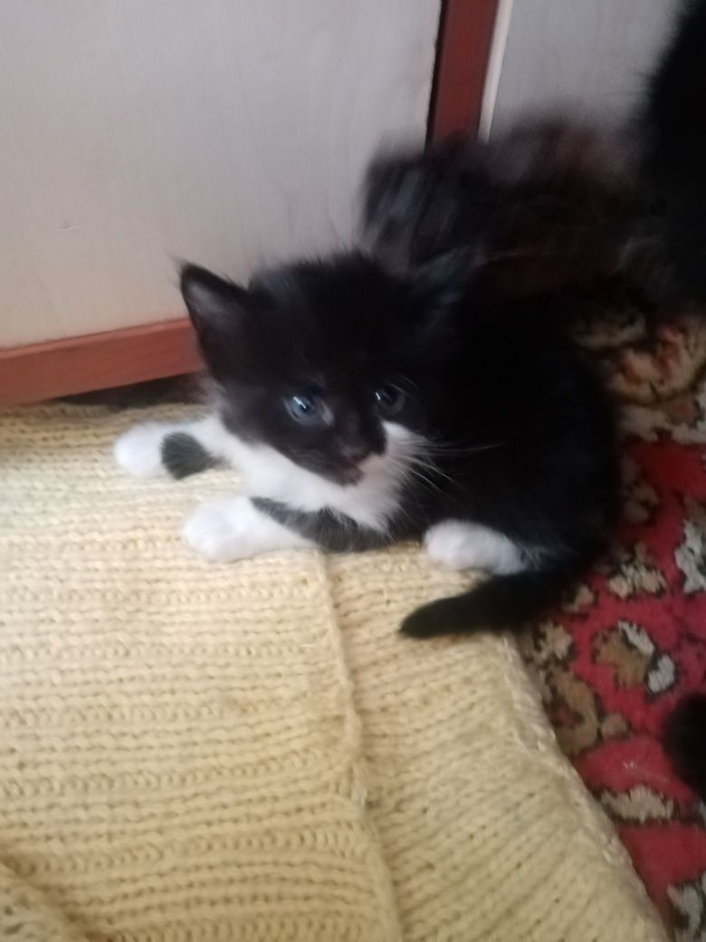 Котята отдам в очень добрый дом