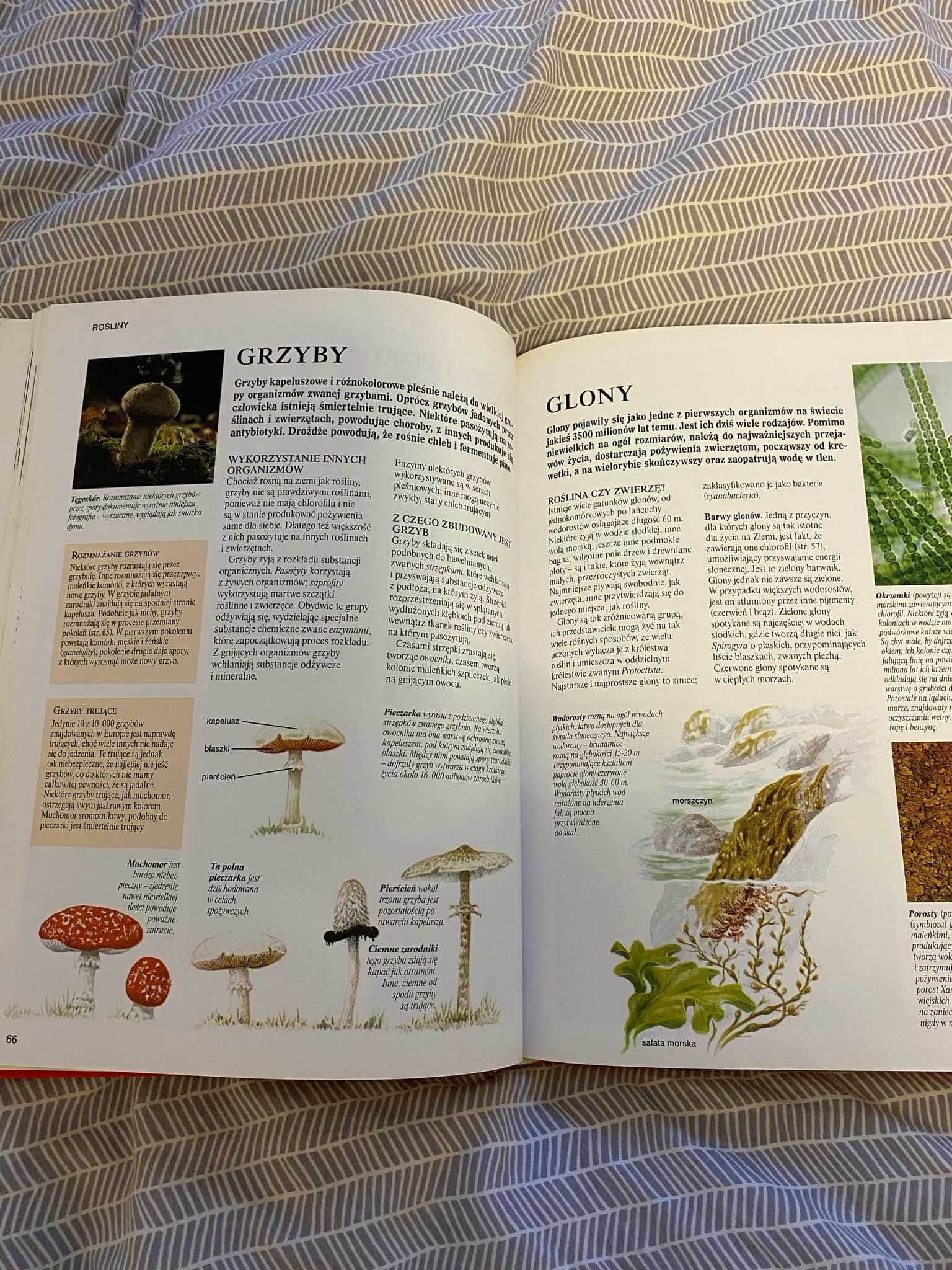 Szkolna encyklopedia dla dzieci