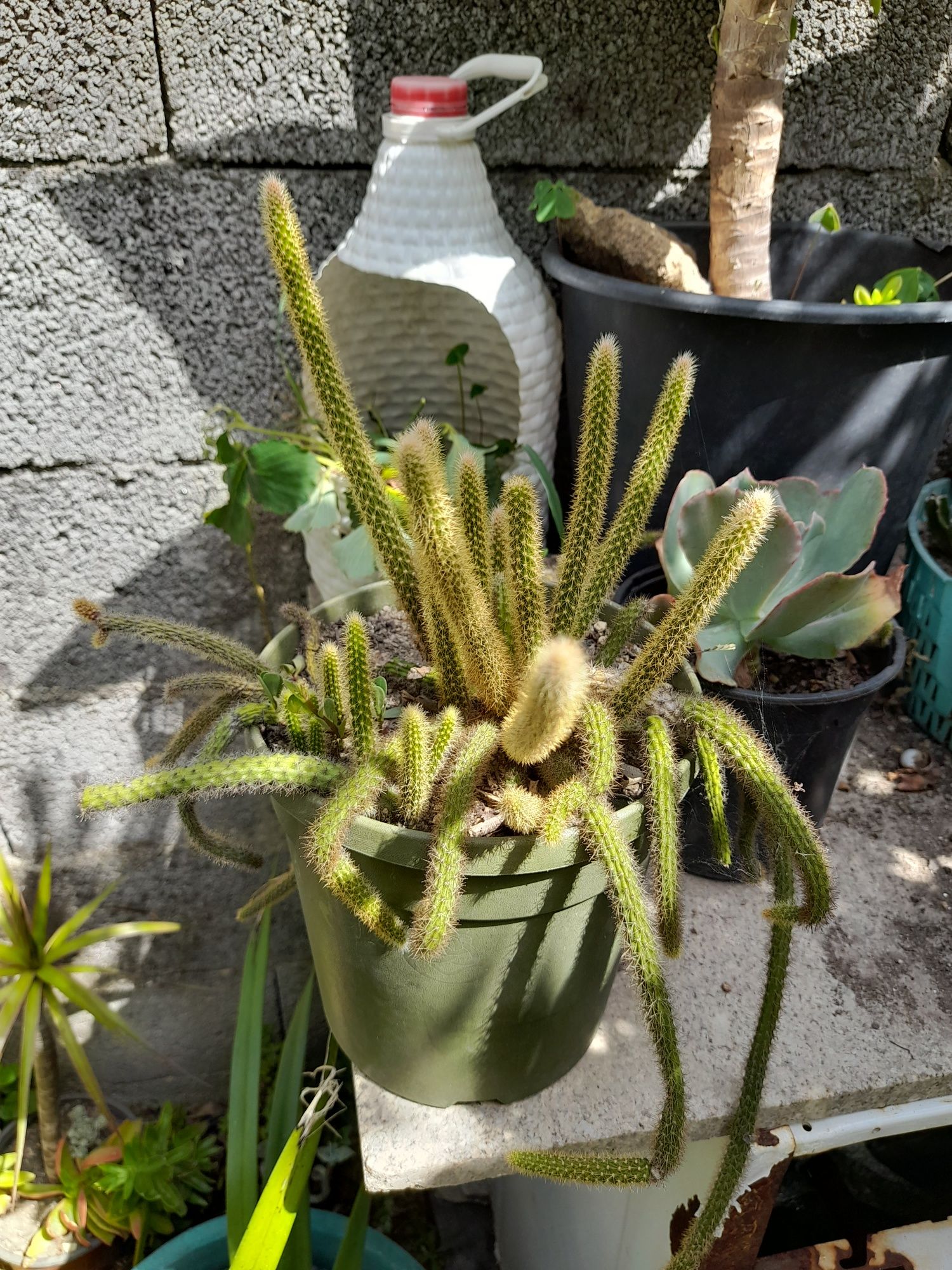 Catos e suculentas