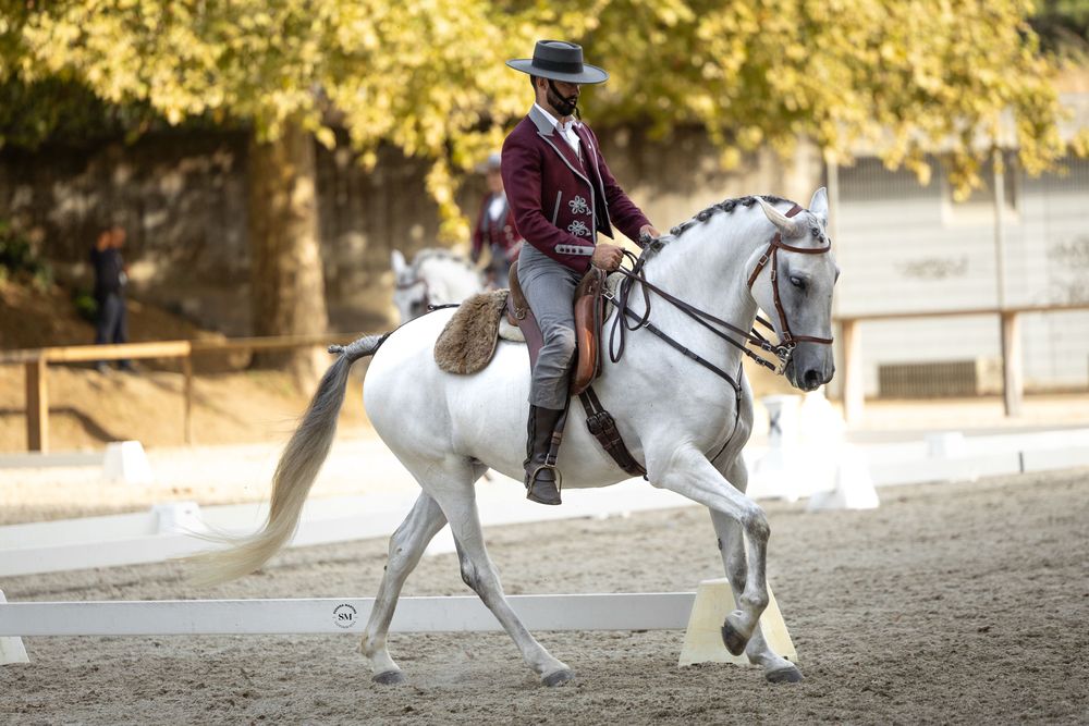 Égua Puro Sangue Lusitana