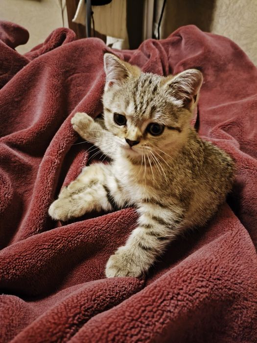 Шотландские котята