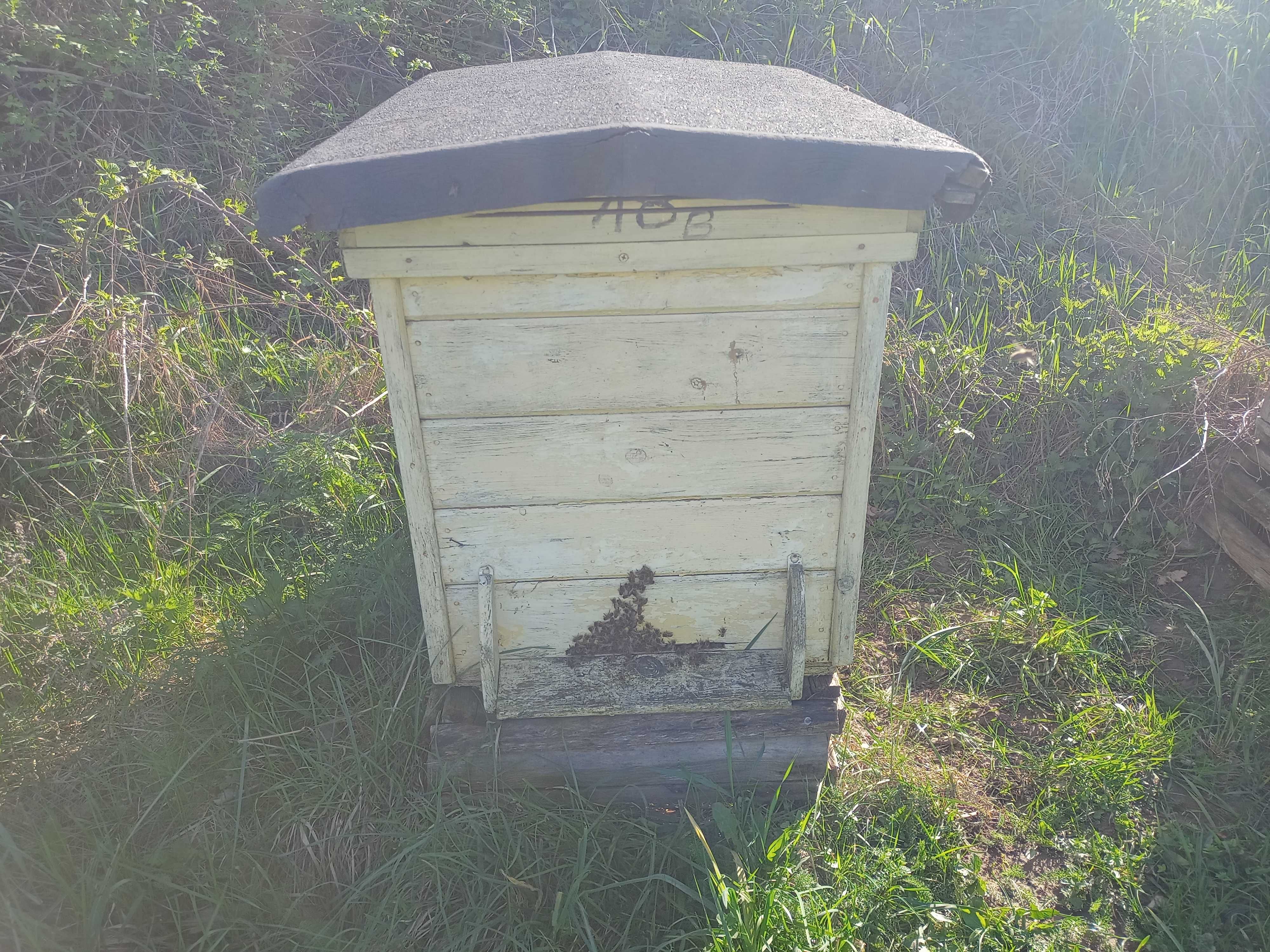 Pszczoły ule wielkopolskie 6 sztuk