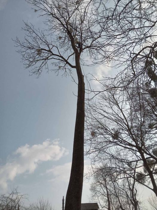 Альпініст.Обрізка, обрізання, валка аварійних дерев