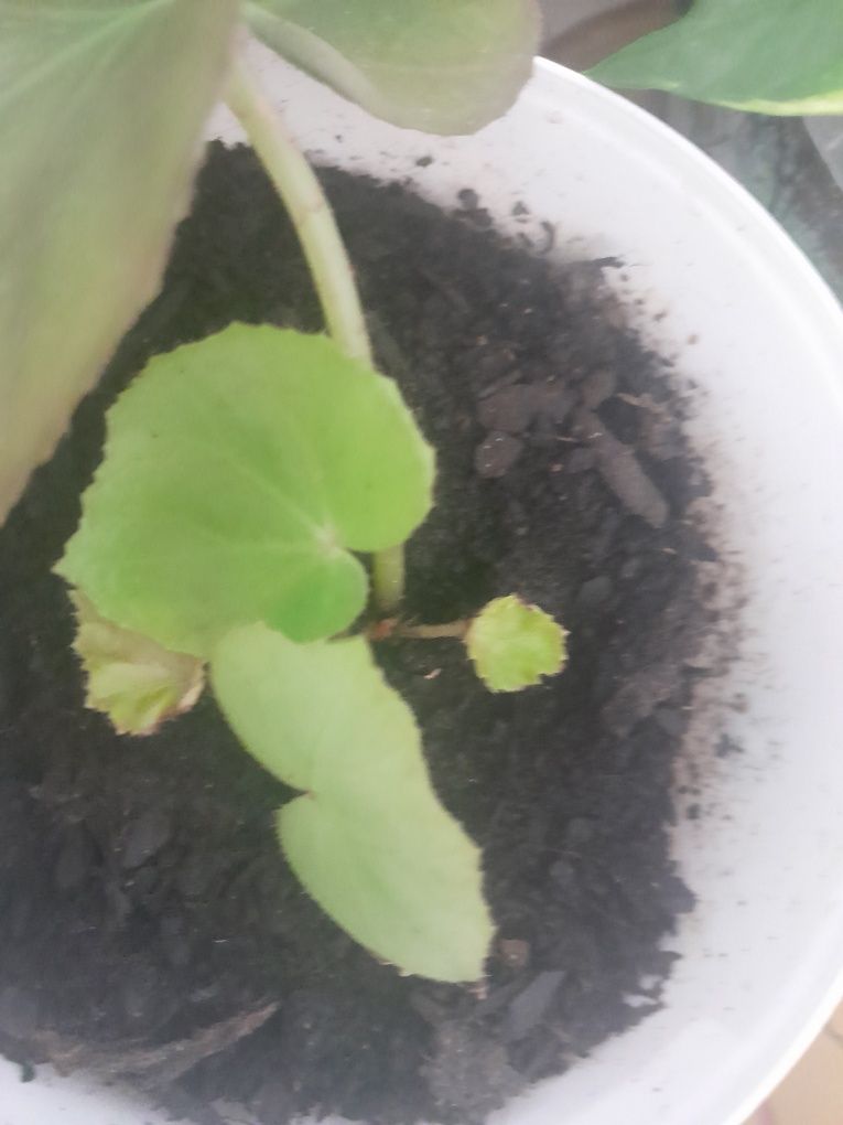 Pequena planta begónia