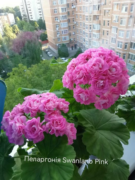 Продам кімнатну рослину пеларгонію  Астрід Розебуд