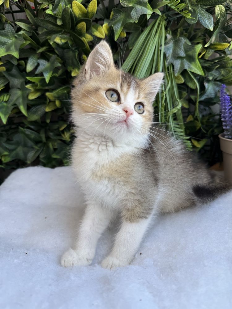 Macho scottish golden bicolor